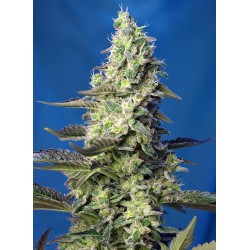 Green Poison XL Auto. 5+2