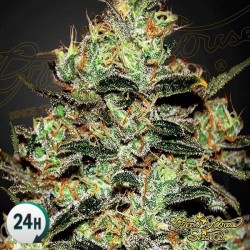 Moby Dick. Green House 5 ud.