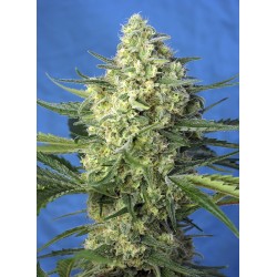 Jack 47 XL AUTO. Sweed...