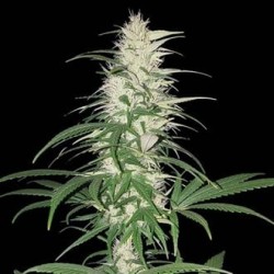 Cherry Kush CBD Sumo. 3 uds.