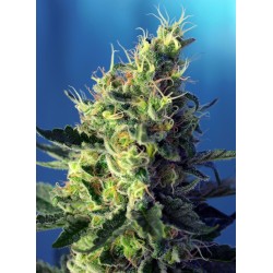 Sweet Pure CBD Sweet Seeds....