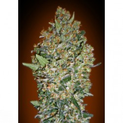 Cheese Berry 00Seeds. 5 uds.
