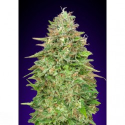 Critical Poison Fast...
