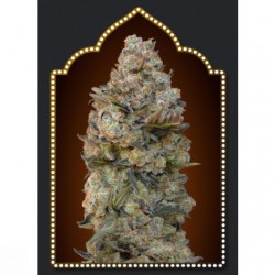 Chocolate Skunk 00Seeds. 5...