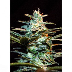 Ice Cool Sweet Seeds. 3+1 Uds