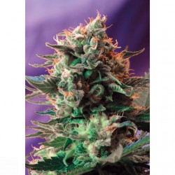 Jack 47 Sweet Seeds. 3+1 Uds.