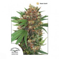 Master Kush Dutch Passion....