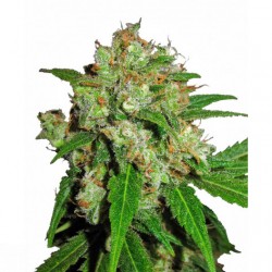 Sensi Skunk Sensi Seeds. 5...