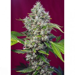 San Fernando Lemon Kush...