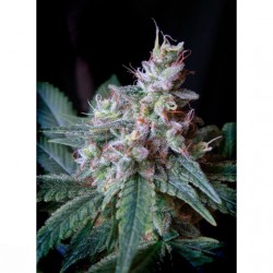 Cream Caramel F1 Fast...