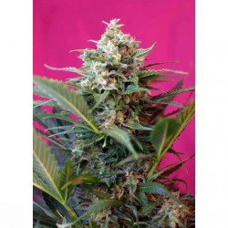 Big Devil XL Auto Sweet...
