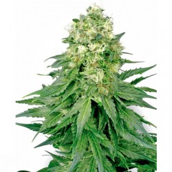 White Widow Sensi White...